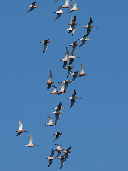 Punakuiri, Bar-tailed Godwit, Limosa lapponica